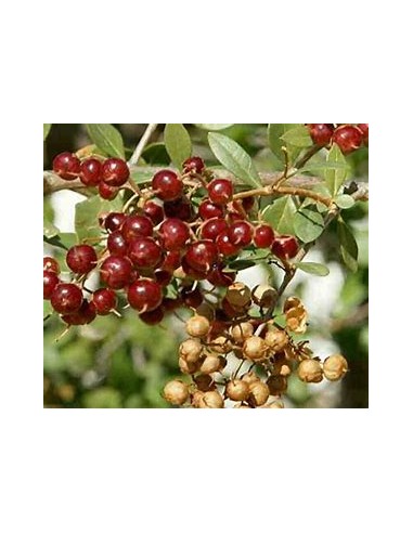 HENNA REAL - (LAWSONIA INERMIS)-1 Planta en...