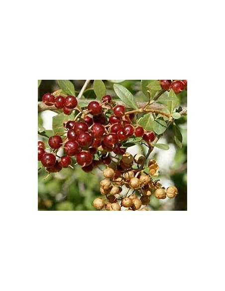 HENNA REAL - (LAWSONIA INERMIS)-1 Planta en Venta en Mexico - Vivero por internet