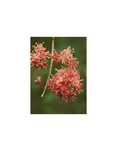HENNA REAL - (LAWSONIA INERMIS)-1 Planta en...