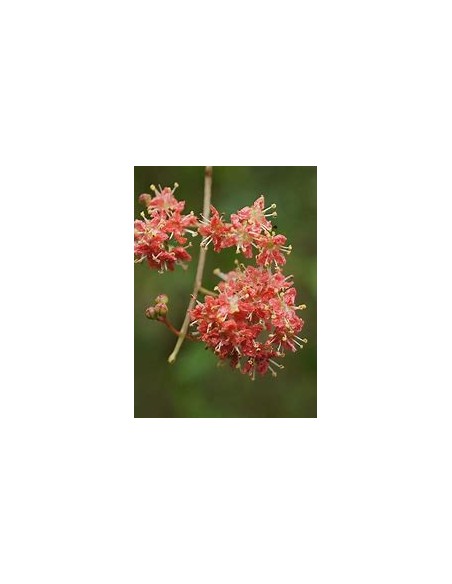 HENNA REAL - (LAWSONIA INERMIS)-1 Planta en Venta en Mexico - Vivero por internet