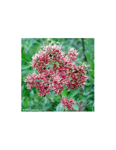 HENNA REAL - (LAWSONIA INERMIS)-1 Planta en...