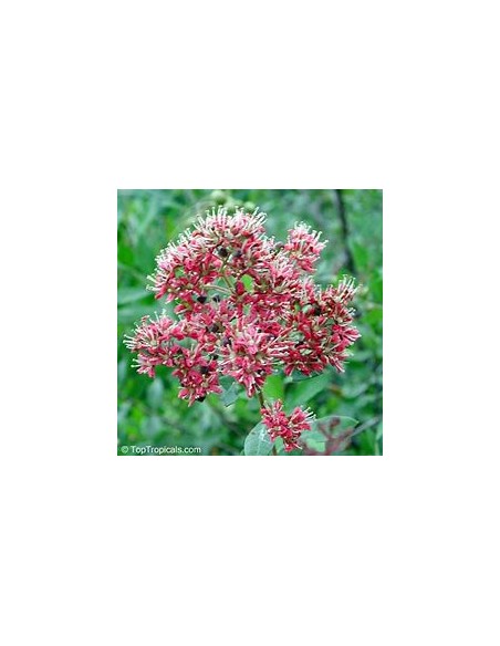 HENNA REAL - (LAWSONIA INERMIS)-1 Plant for Sale in Mexico - Nursery online