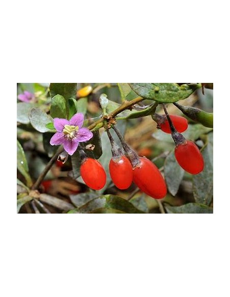 GOJI (LYCIUM BARBARUM)-1 Plant for Sale in Mexico - Online Nursery