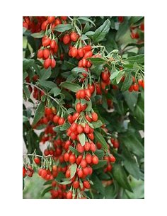 GOJI (LYCIUM BARBARUM)-1... 2