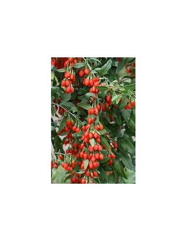 GOJI (LYCIUM BARBARUM)-1 Planta en Venta en...