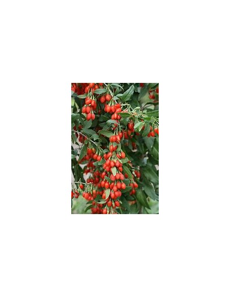 GOJI (LYCIUM BARBARUM)-1 Plant for Sale in Mexico - Online Nursery