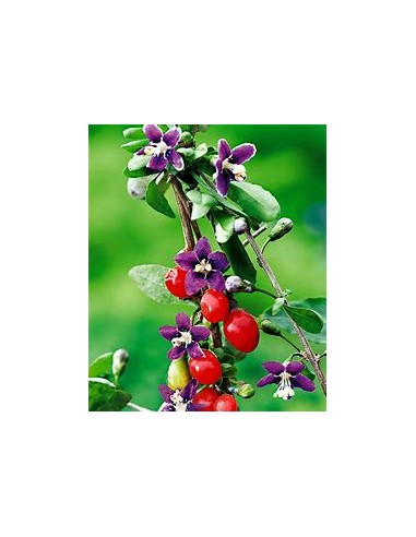 GOJI (LYCIUM BARBARUM)-1 Planta en Venta en...
