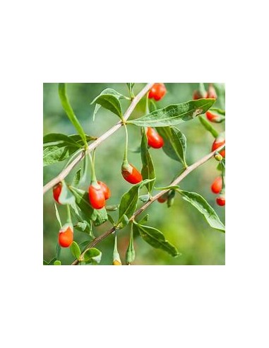 GOJI (LYCIUM BARBARUM)-1 Planta en Venta en...