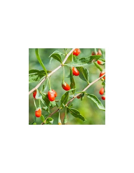 GOJI (LYCIUM BARBARUM)-1 Plant for Sale in Mexico - Online Nursery