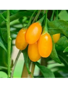 YELLOW GOJI (GOLD) -1 Plant...