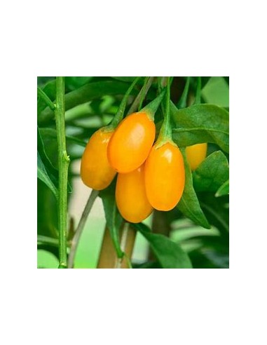 YELLOW GOJI (GOLD) -1 Plant for Sale in Mexico - Online Nursery