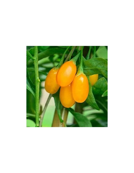 GOJI AMARILLO (GOLD) -1 Planta en Venta en Mexico - Vivero por internet