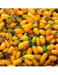 YELLOW GOJI (GOLD) -1 Plant... 2