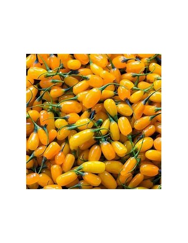 GOJI AMARILLO (GOLD) -1 Planta en Venta en...