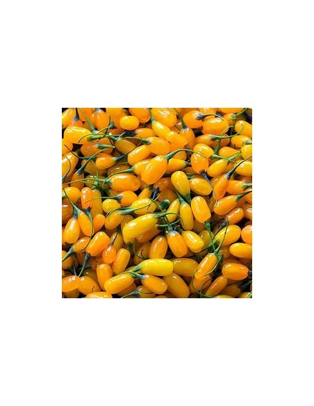GOJI AMARILLO (GOLD) -1 Planta en Venta en Mexico - Vivero por internet