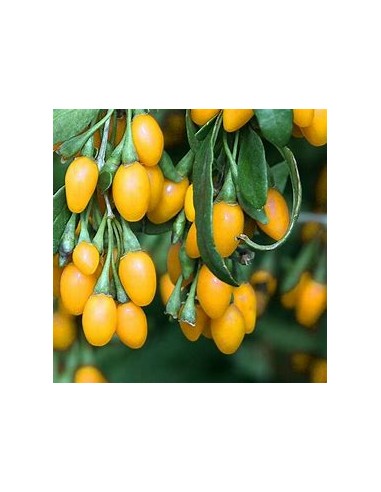 YELLOW GOJI (GOLD) -1 Plant for Sale in Mexico...
