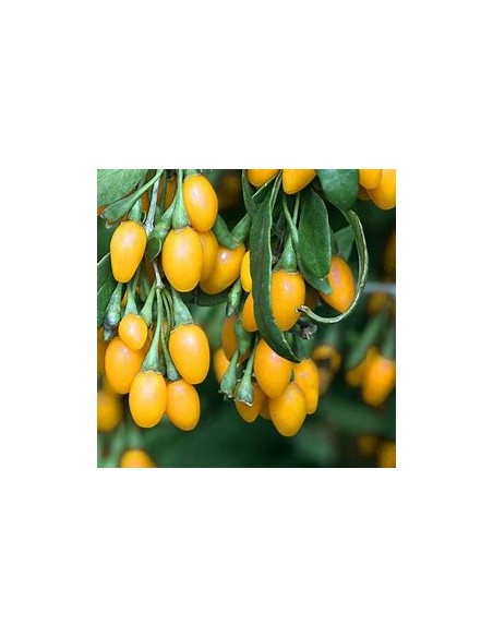 GOJI AMARILLO (GOLD) -1 Planta en Venta en Mexico - Vivero por internet
