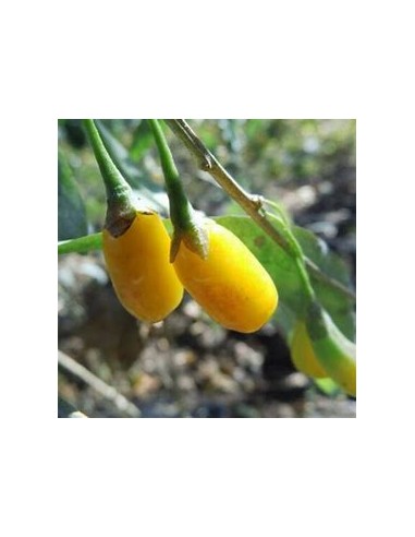 YELLOW GOJI (GOLD) -1 Plant for Sale in Mexico...