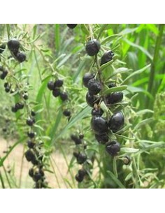 GOJI NEGRO (LYCIUM...