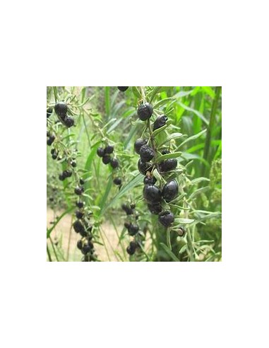 GOJI NEGRO (LYCIUM RUTHENICUM)-1 Plant for Sale in Mexico - Nursery online