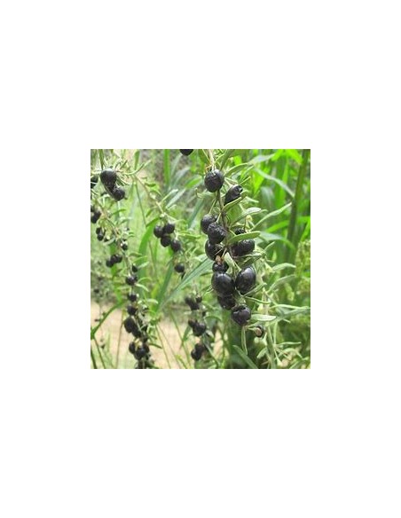 GOJI NEGRO (LYCIUM RUTHENICUM)-1 Plant for Sale in Mexico - Nursery online