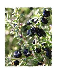 GOJI NEGRO (LYCIUM... 2