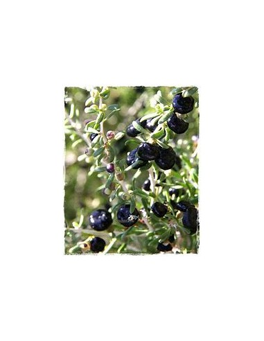 GOJI NEGRO (LYCIUM RUTHENICUM)-1 Plant for Sale...
