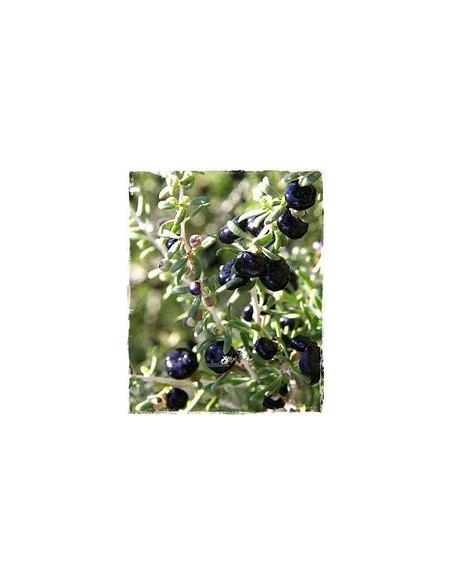 GOJI NEGRO (LYCIUM RUTHENICUM)-1 Plant for Sale in Mexico - Nursery online