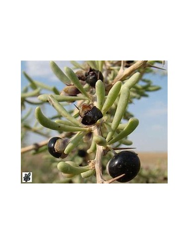 GOJI NEGRO (LYCIUM RUTHENICUM)-1 Plant for Sale...
