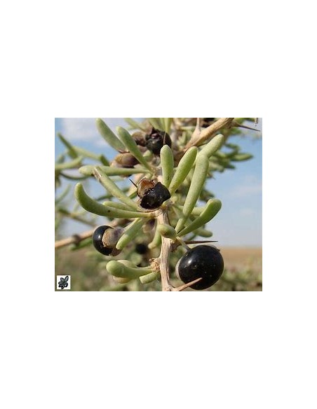 GOJI NEGRO (LYCIUM RUTHENICUM)-1 Plant for Sale in Mexico - Nursery online