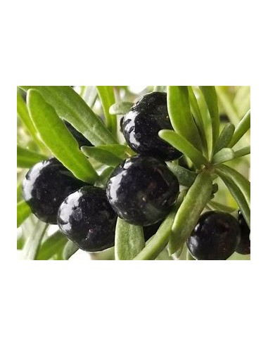 GOJI NEGRO (LYCIUM RUTHENICUM)-1 Plant for Sale...