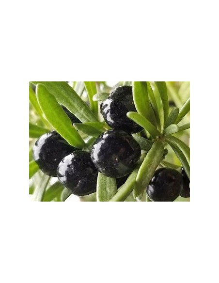 GOJI NEGRO (LYCIUM RUTHENICUM)-1 Plant for Sale in Mexico - Nursery online