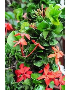 IXORA HINDU ROPE- 1 Plant...