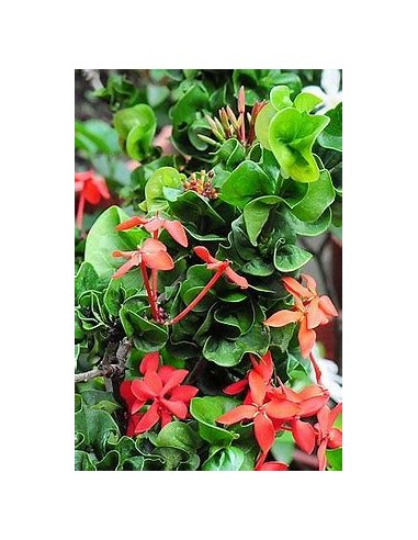 IXORA HINDU ROPE- 1 Planta en Venta...