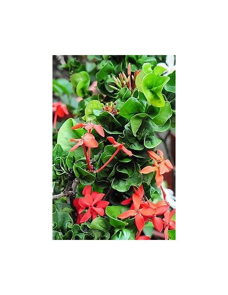 IXORA HINDU ROPE- 1 Planta en Venta en Mexico - Vivero por internet