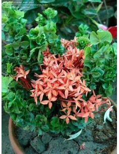 IXORA HINDU ROPE- 1 Plant... 2