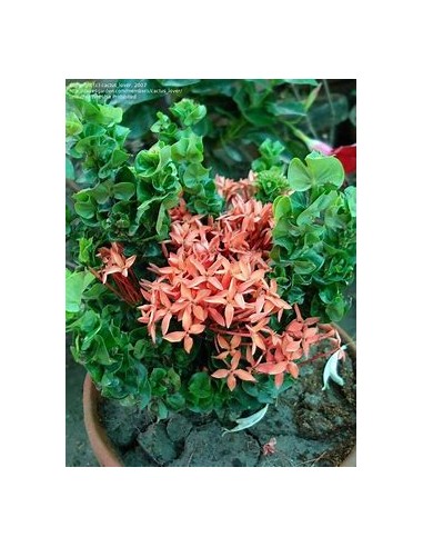 IXORA HINDU ROPE- 1 Planta en Venta en Mexico -...