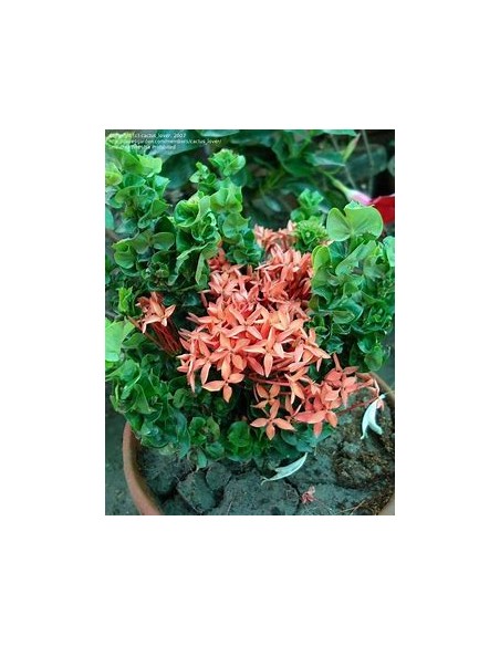 IXORA HINDU ROPE- 1 Planta en Venta en Mexico - Vivero por internet