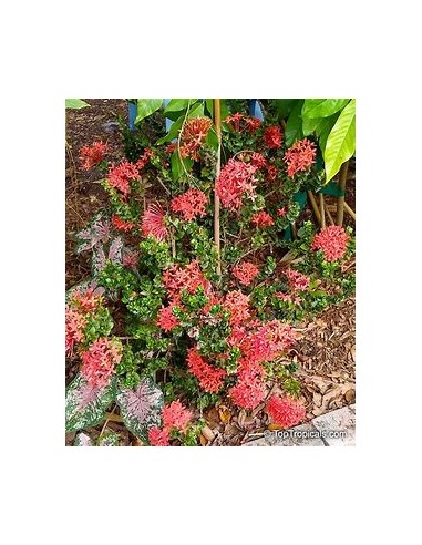 IXORA HINDU ROPE- 1 Planta en Venta en Mexico -...