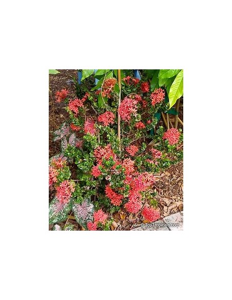 IXORA HINDU ROPE- 1 Plant for Sale in Mexico - Online nursery