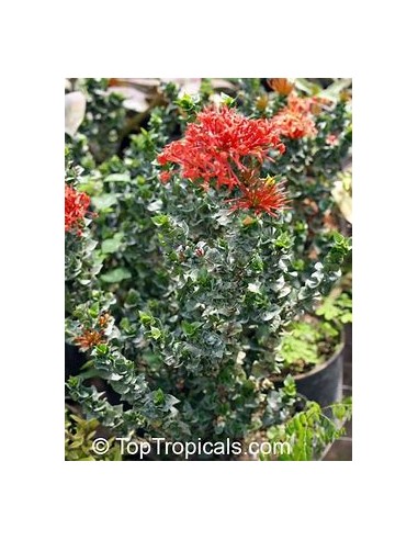 IXORA HINDU ROPE- 1 Planta en Venta en Mexico -...