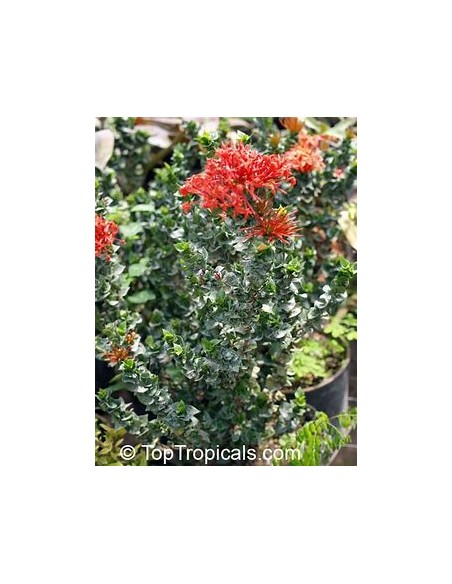 IXORA HINDU ROPE- 1 Planta en Venta en Mexico - Vivero por internet