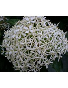 IXORA WHITE SIAM-1 Plant...