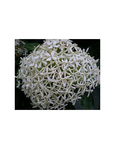 IXORA WHITE SIAM-1 Plant for Sale in Mexico - Online Nursery