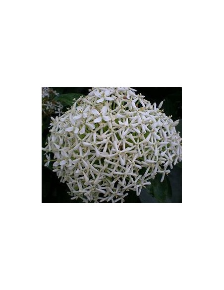 IXORA WHITE SIAM-1 Plant for Sale in Mexico - Online Nursery