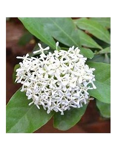 IXORA WHITE SIAM-1 Plant... 2