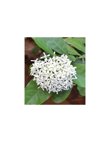 IXORA WHITE SIAM-1 Plant for Sale in Mexico -...