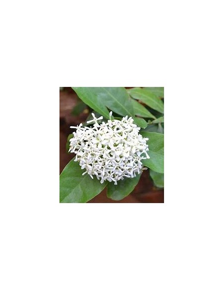 IXORA WHITE SIAM-1 Plant for Sale in Mexico - Online Nursery