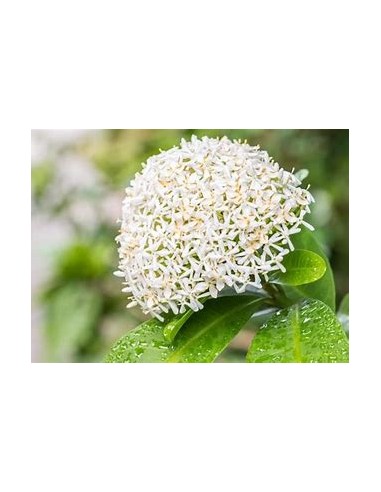 IXORA WHITE SIAM-1 Plant for Sale in Mexico -...
