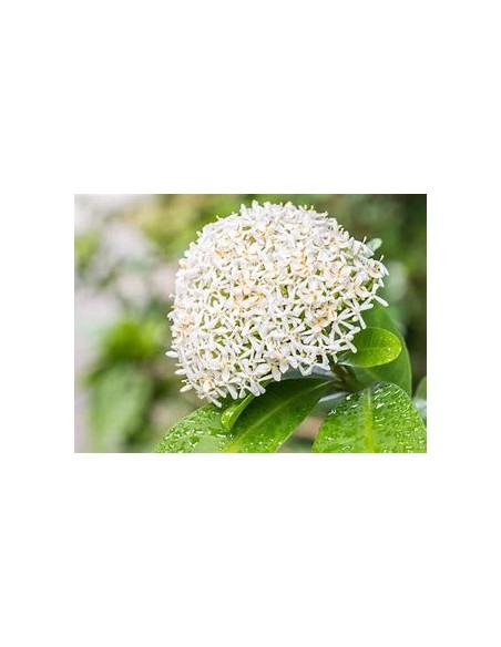 IXORA WHITE SIAM-1 Plant for Sale in Mexico - Online Nursery